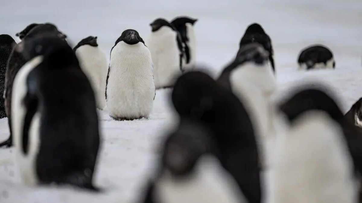 Araştırma: Dünyanın en büyük penguen kolonisinde popülasyonun çeyreğinden fazlası öldü