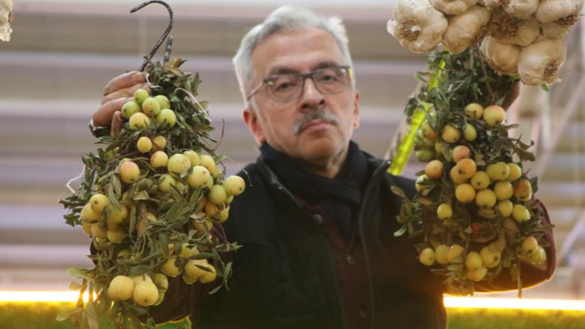 Doğada 2 yılda bir yetişiyor, kilosu 200 TL'den ön siparişle kapış kapış satılıyor! Şifa deposu üvez meyvesi yok satıyor