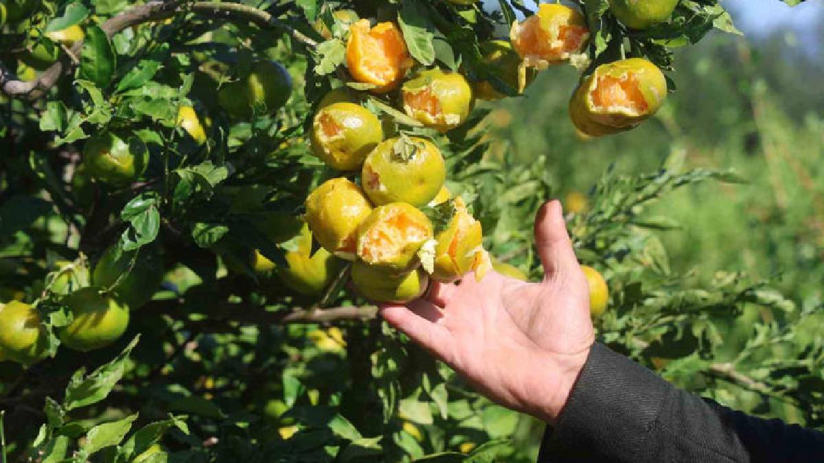 Yarım saatlik yağış 20 yıllık emeği yerle bir etti! Hatay’da mandalinaları dolu vurdu