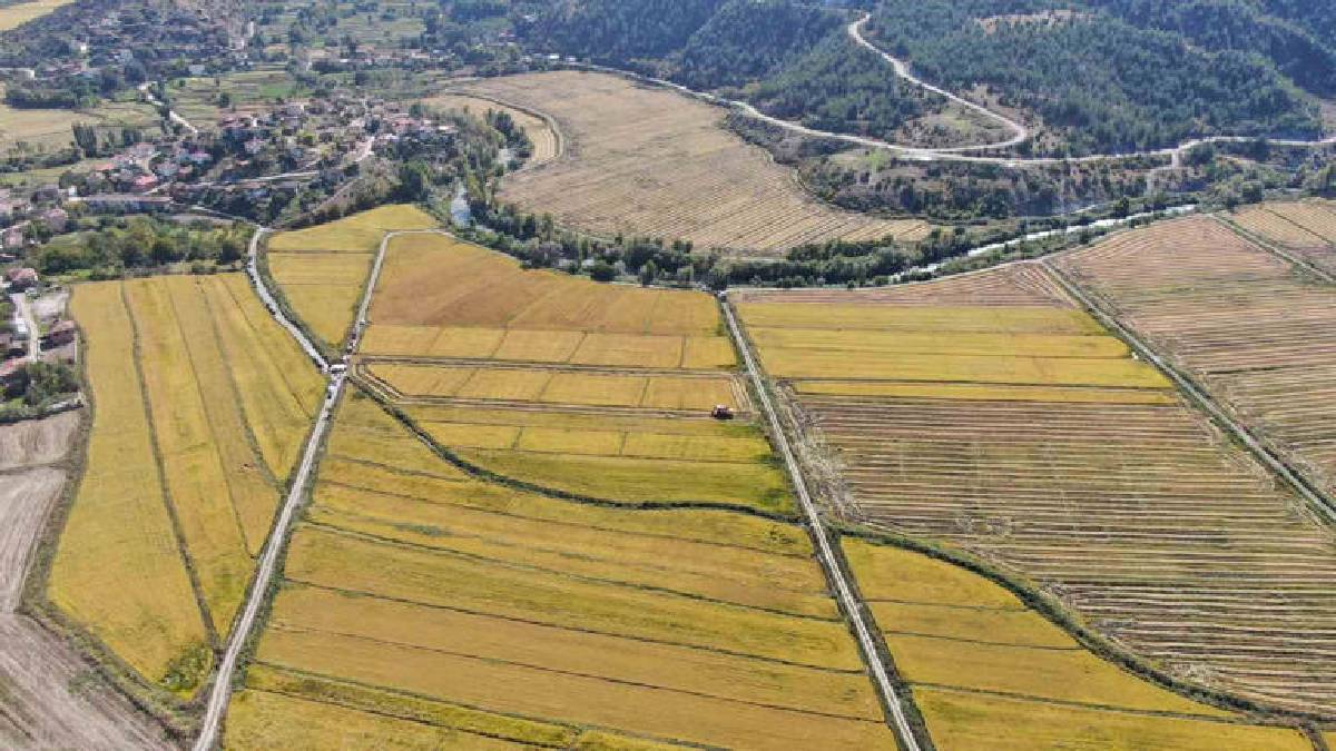 Tosya’da 7.000 dekarda üretim başladı: Kilosu 200 ila 250 TL arasında satılıyor