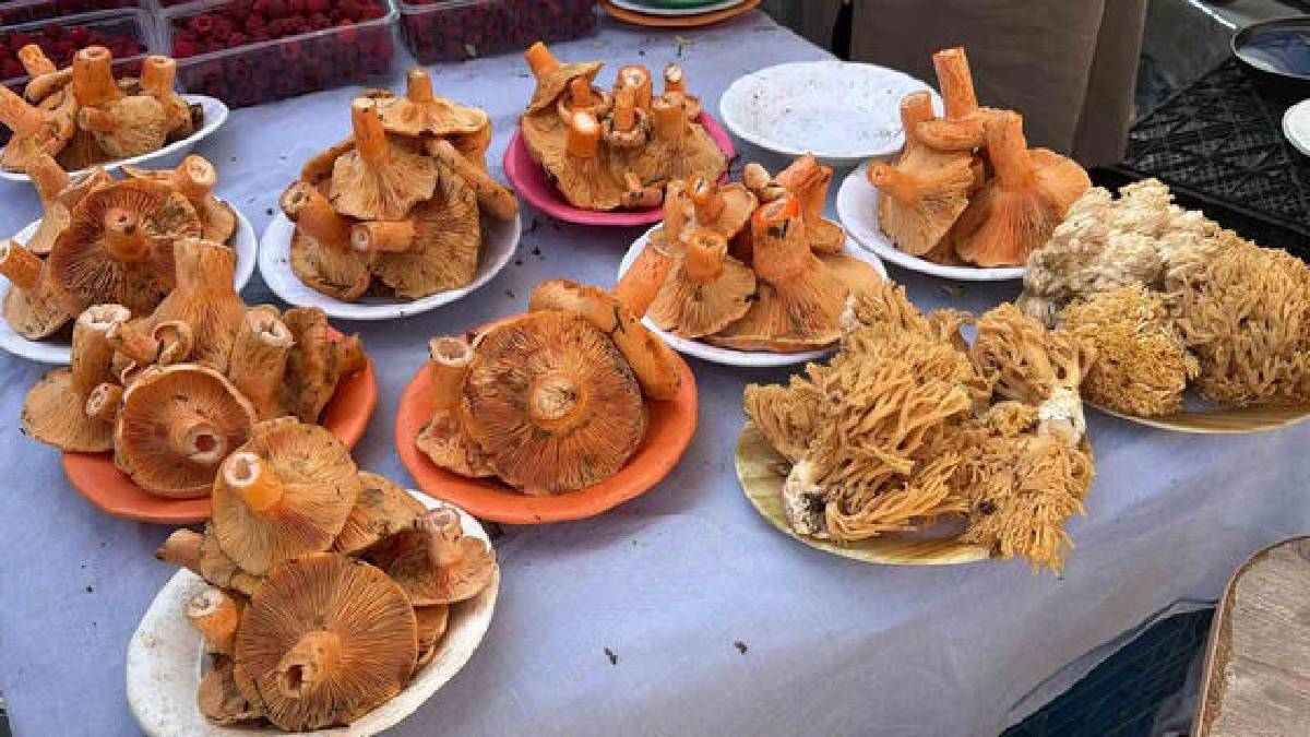Bulması çok zahmetli, fiyatı cep yakıyor! Ormandan tezgaha geliyor 600 TL’ye satılıyor