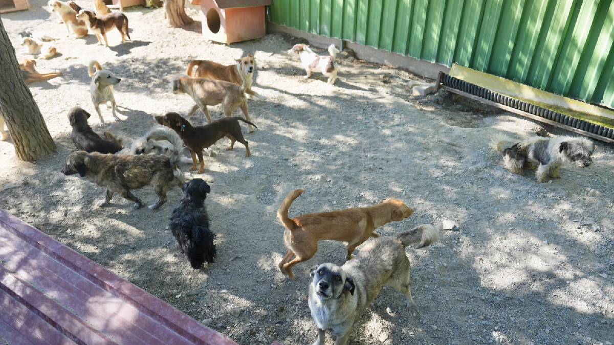 Burhaniye Belediyesi, can dostların sıcak yuva umudu oluyor