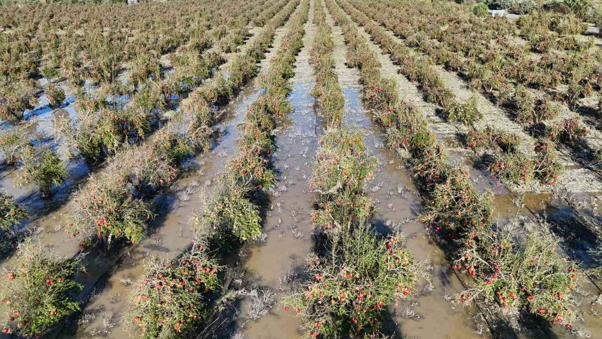 Üreticinin 1 yıllık emeği 20 dakikada yok oldu: 100 dönümlük bahçe zarar gördü