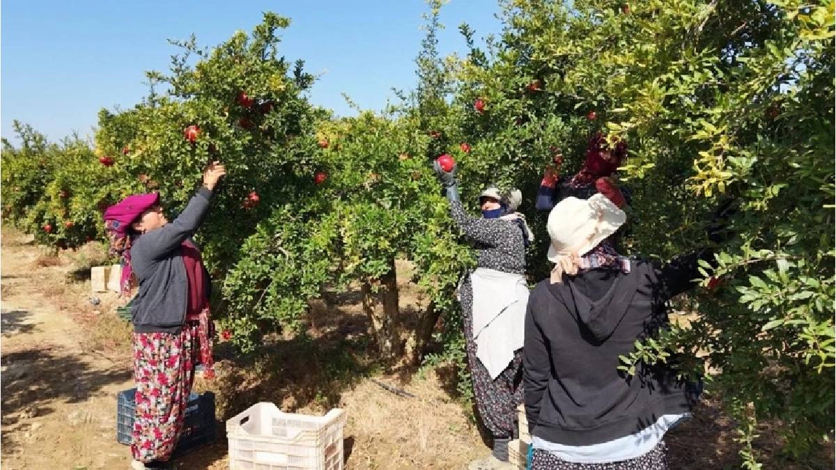 10.000 tonluk rekolte için kollar sıvandı! İzmir’in tuzlu arazisinden sofralara gelecek