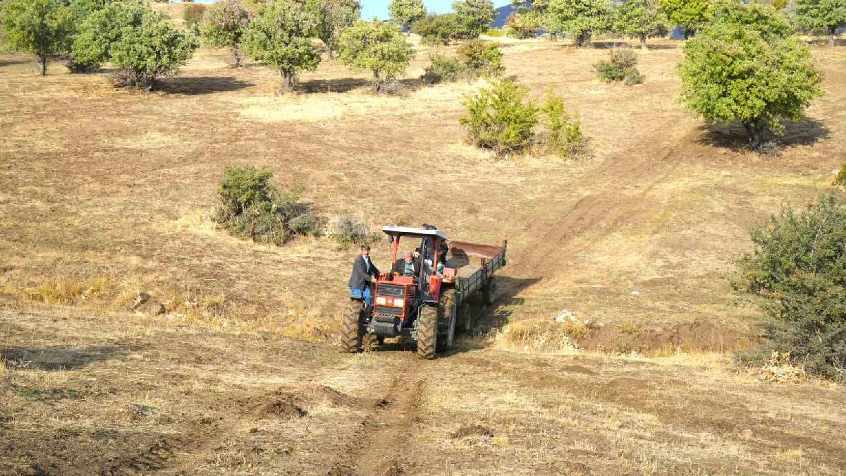 110.000 ağaçta dev hasat başladı! Doğanın mucizesi 2 ay boyunca toplanacak