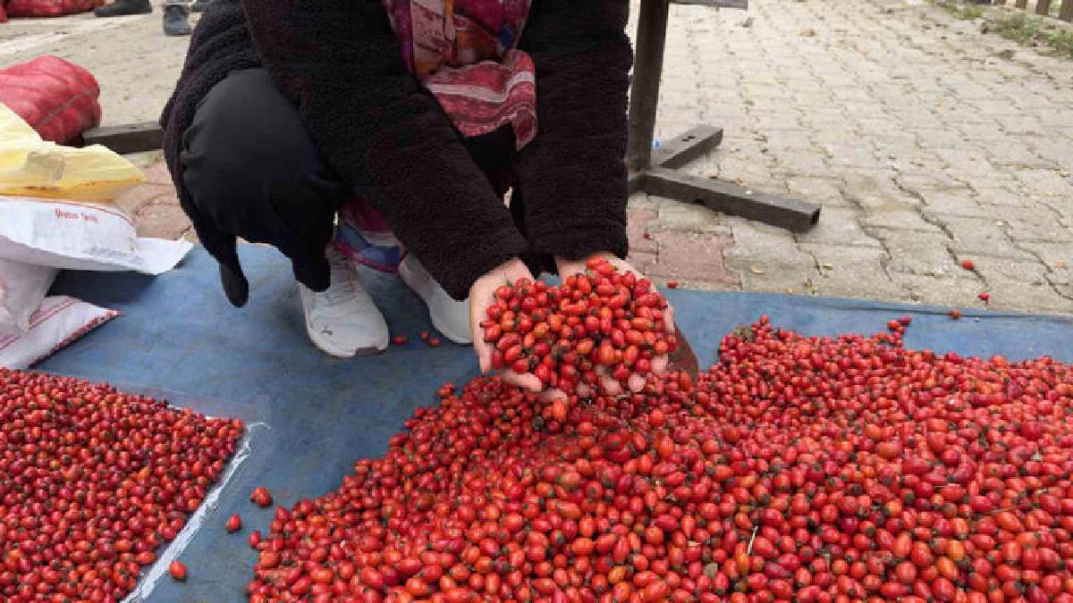 Bu yıl rekor bolluğa ulaştı fiyatı yarıya düştü! 50 TL’den pazarda satışa çıktı