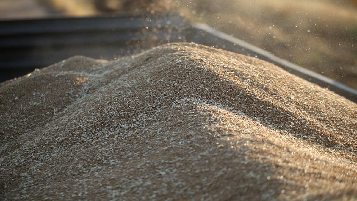 TİGEM 4 bin 427 ton mahsul buğday satacak