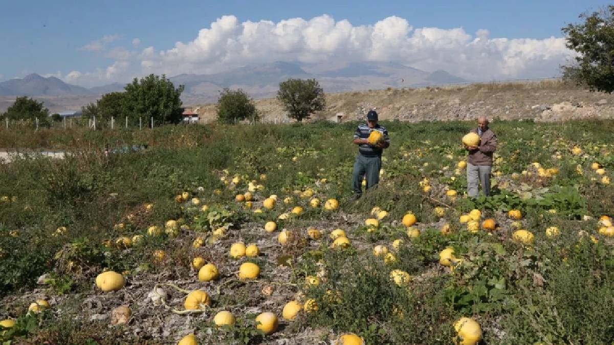 336.000 dekar ‘Sarı Altınla’ bereketlendi! Kayseri üretimde Türkiye lideri…