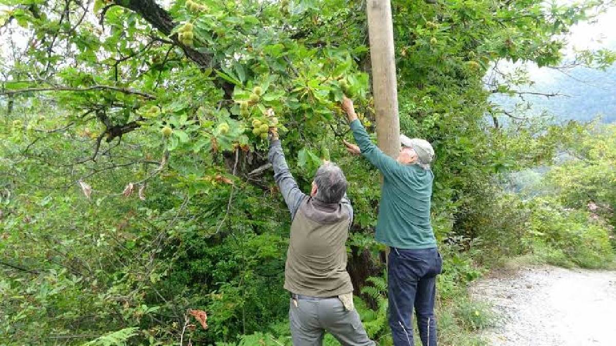 Köylüye 20 milyon lira gelir sağlıyor! Kastamonu’da toplanıyor, kilosu 350 TL’den satılıyor