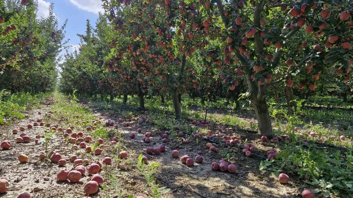 800.000 tondan fazla rekolte bekleniyor! Karaman’da rekolte arttı fiyat düştü