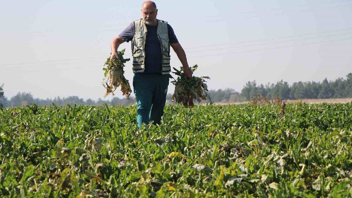 55 bin dekarda 350 bin tonluk hasat! Amasya’da rekor verim için kollar sıvandı