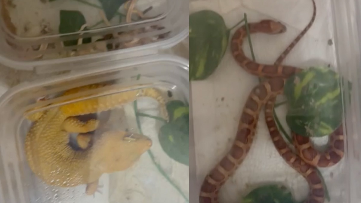 Hayvanat bahçesi gibi ev! Gecko, piton, kral yılanı ve bukalemun dahil 134 canlı ele geçirildi
