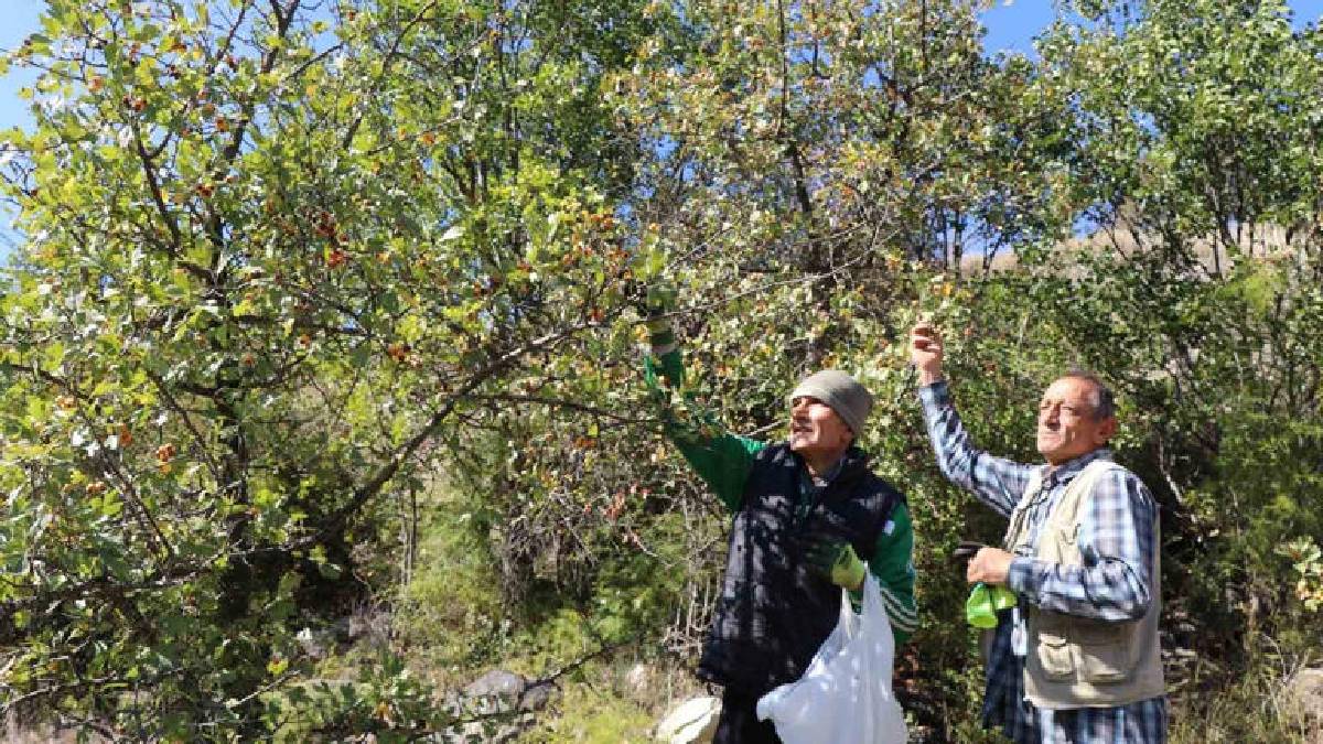 İsteyen taze tüketiyor isteyen sirkesini yapıyor! Erzurum’da kalp dostu hasat başladı