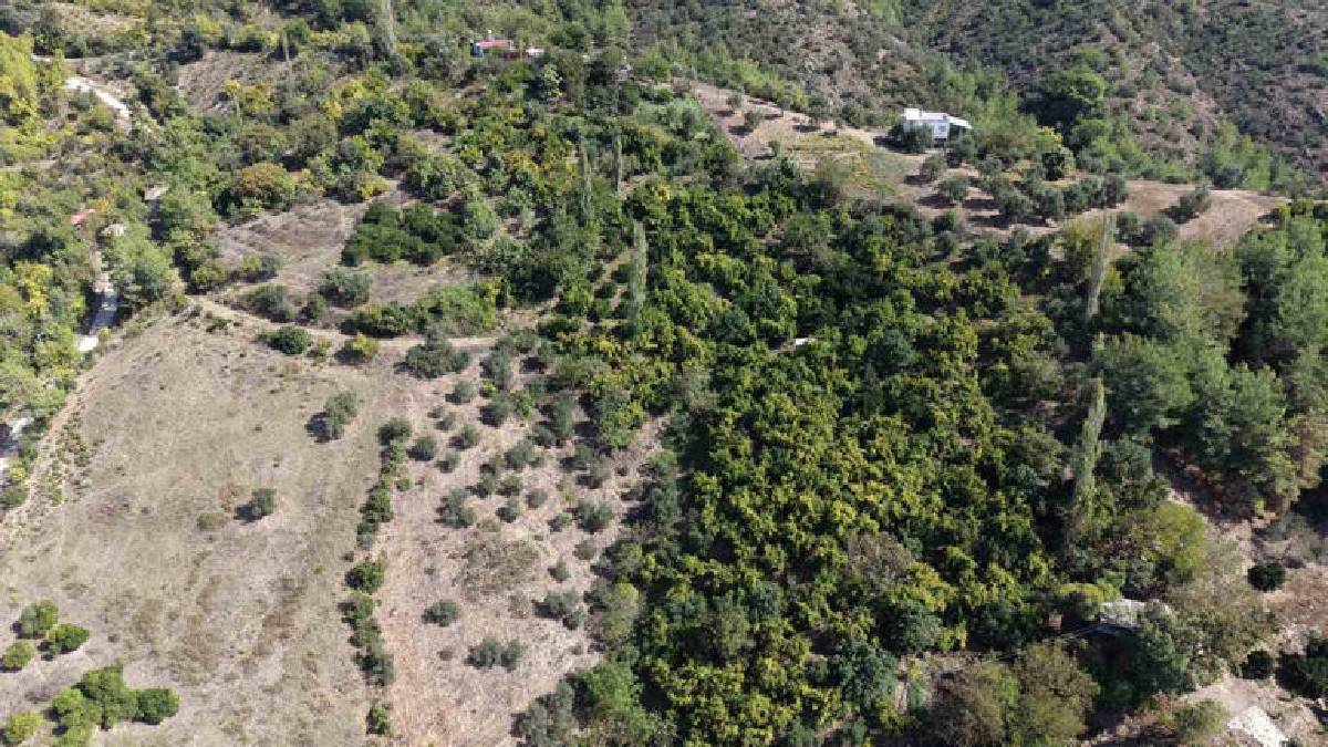 200 dönümde 350 ton rekolte bekleniyor! Kozan’ın meşhur lezzeti tezgaha iniyor