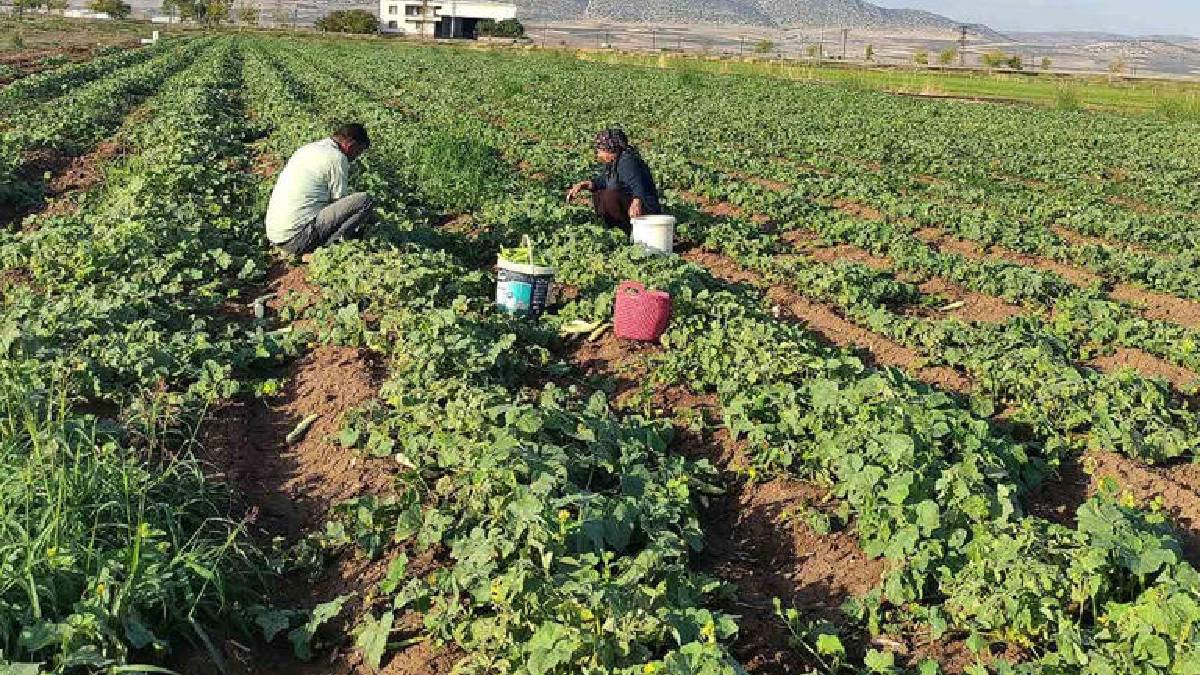 Günlük hasat 200 kilogram! Araban’da kışlık hazırlayanlar kapış kapış alıyor