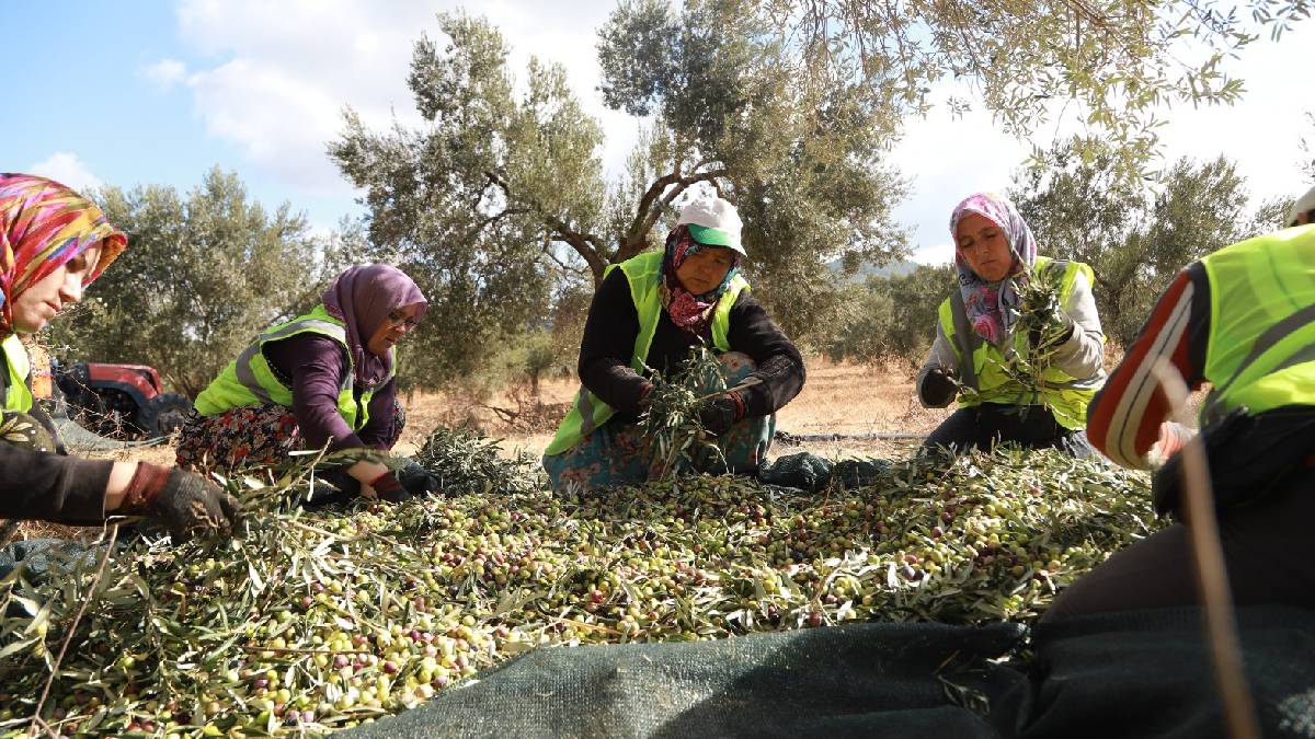 Belediyenin zeytinliklerinde hasat bereketi: 1.435 kilogram zeytinden 188 kilogram zeytinyağı elde edildi