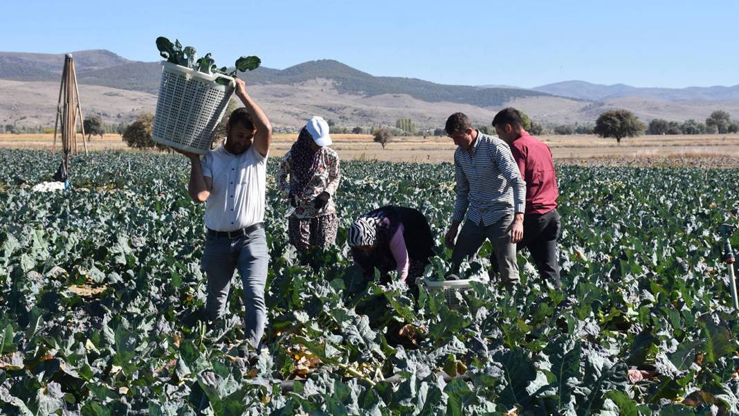 Türkiye'nin tarım devi Taban Gıda iflas etti