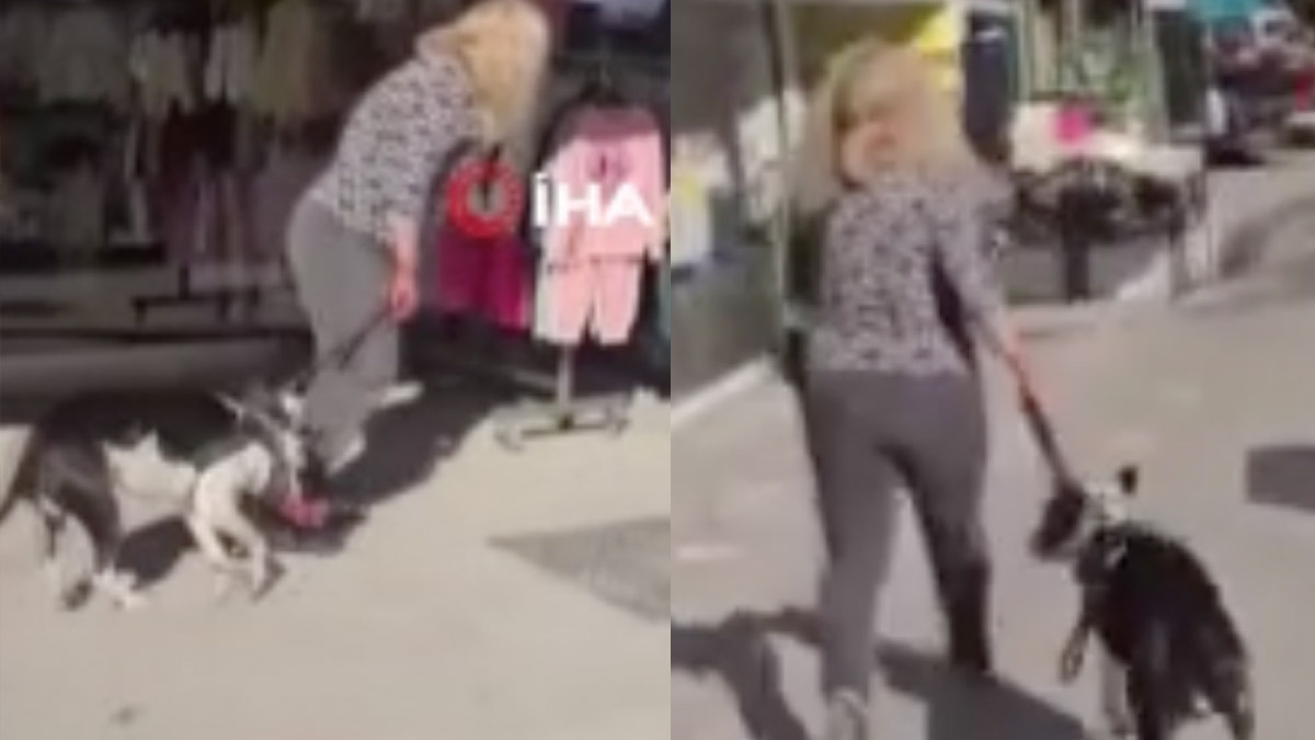Esenyurt’ta kediyi parçalayan Pitbull’un sahibine 95 bin TL ceza