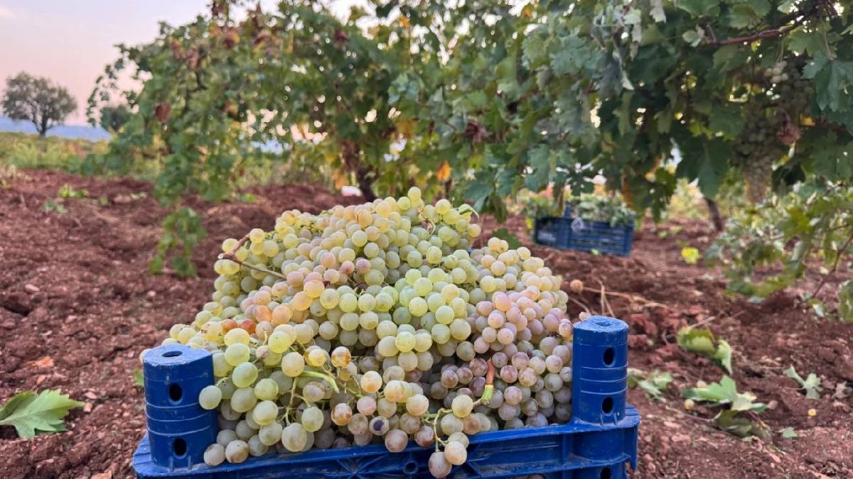 3 dönümden 3 ton rekolte çıkıyor! Yüksek kalite Çermikli üreticiyi memnun etti
