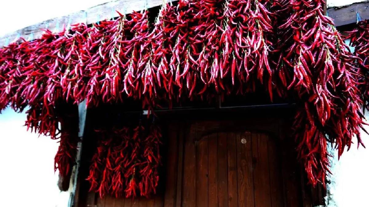 160 yıllık ata tohumundan üretiliyor: Bilecik’ten çıkıyor 600 TL’ye tüm Türkiye yiyor