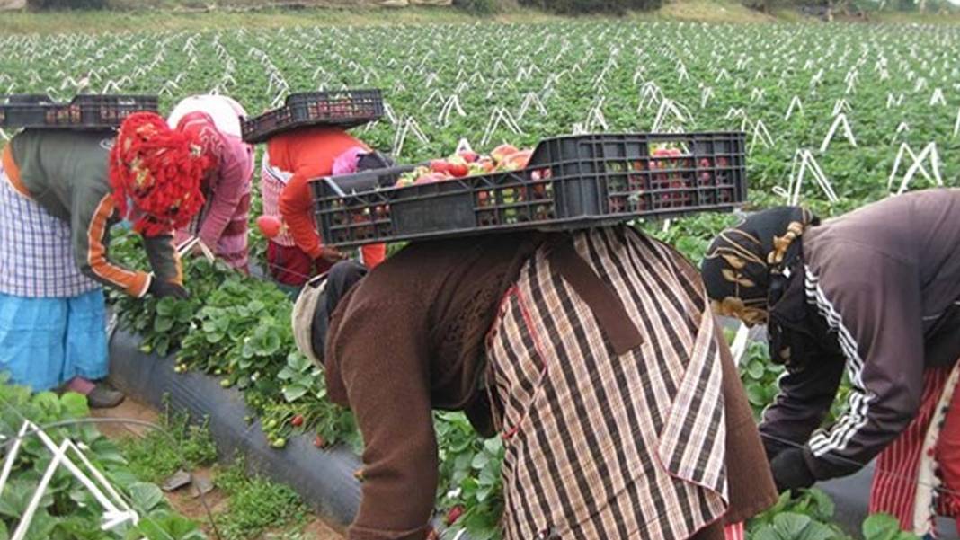 Tarlada işçilikten üreticiliğe: Kadın çiftçiler sözleşmeli tarımla güçleniyor