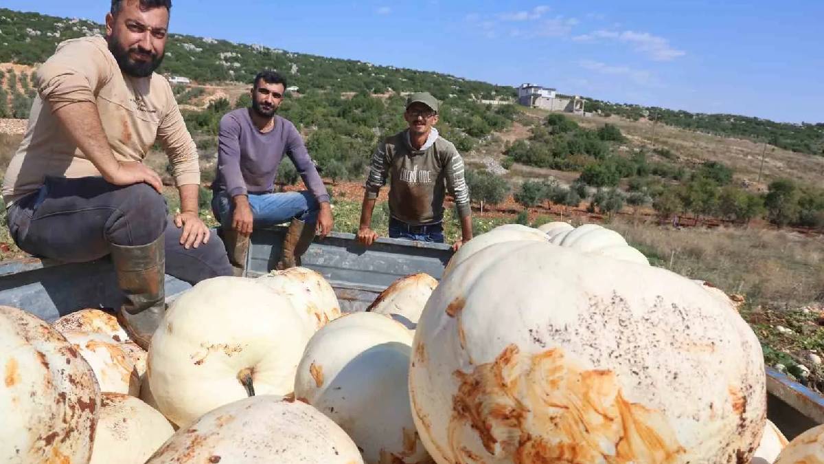 10 dönümden 45 ton ürün çıktı: Hatay’da 30 kiloluk dev mahsuller satışta!