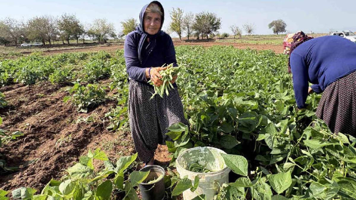 Harçlık olsun diye ektiler verim fışkırdı! Dönümden 200 kilo ürün çıkıyor