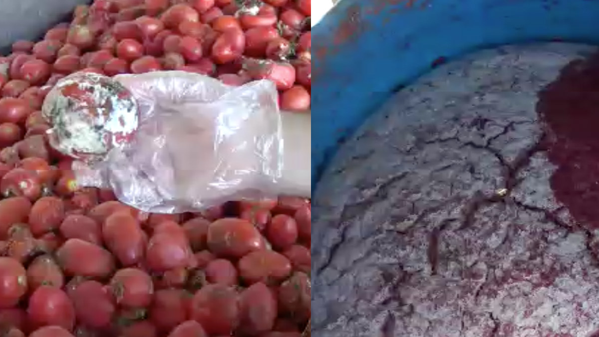 Vatandaşa yedireceklerdi! Küflenmiş salçalar ve çürümüş domatesler bulundu