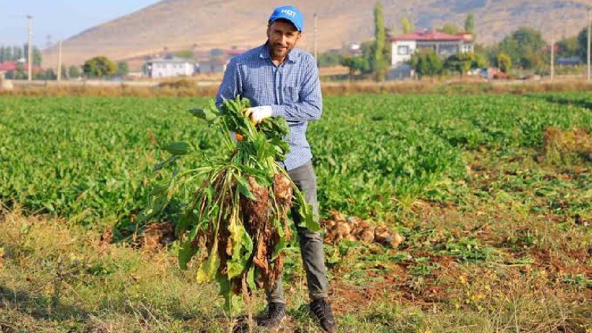 61.000 dekarda hasat başladı: Kahramanmaraş’ta 500.000 ton rekolte bekleniyor