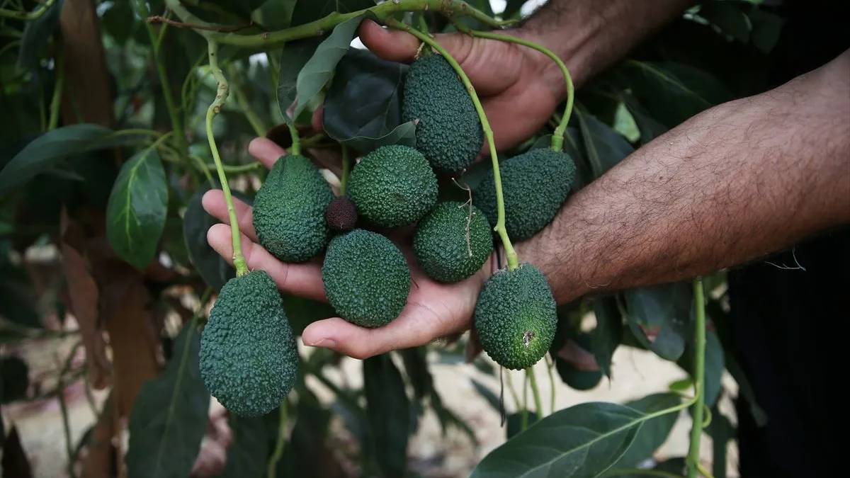 İthal ediyorduk şimdi tırlarla ihraç ediyoruz! Alanya’da 150 milyonluk üretim hedefleniyor