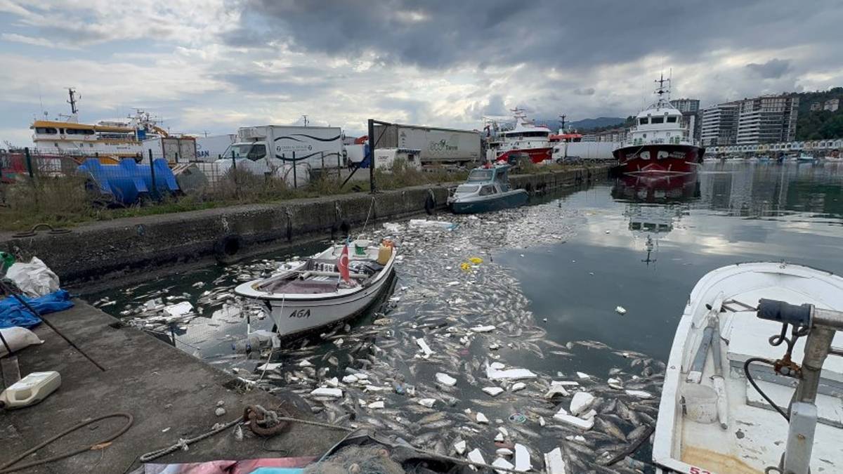 Karadeniz’de bereket katliama dönüştü! Rize’de ezilen tonlarca palamut denize döküldü, liman mezarlığa döndü