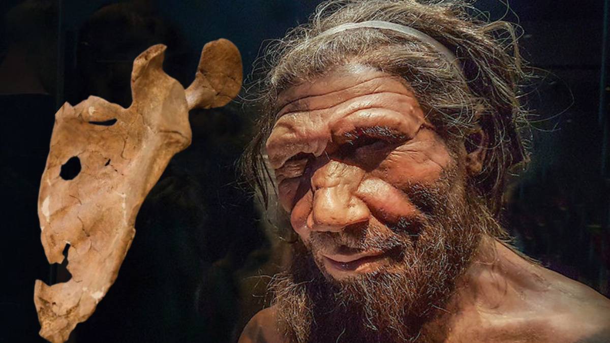 Bilim insanları araştırdı: Neandertaller şiddete ne kadar başvuruyordu?