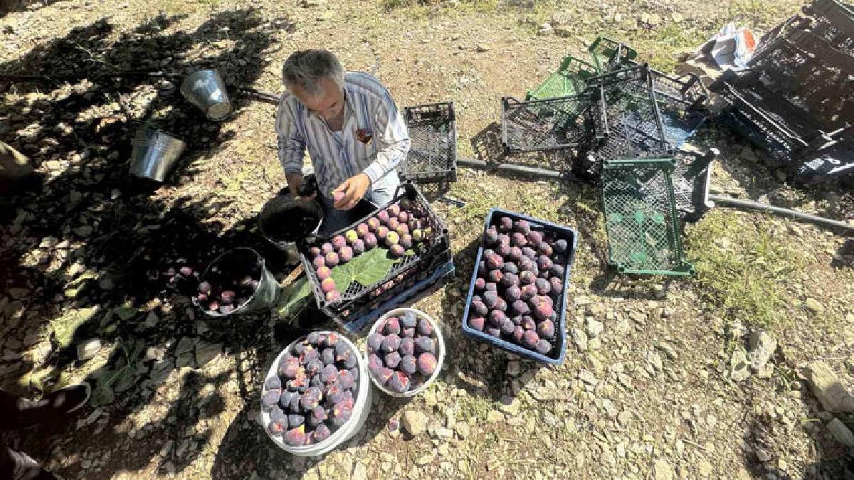 15 tonluk rekolte 1 tona düştü! Antalya’da hasat büyük kayıpla bitti