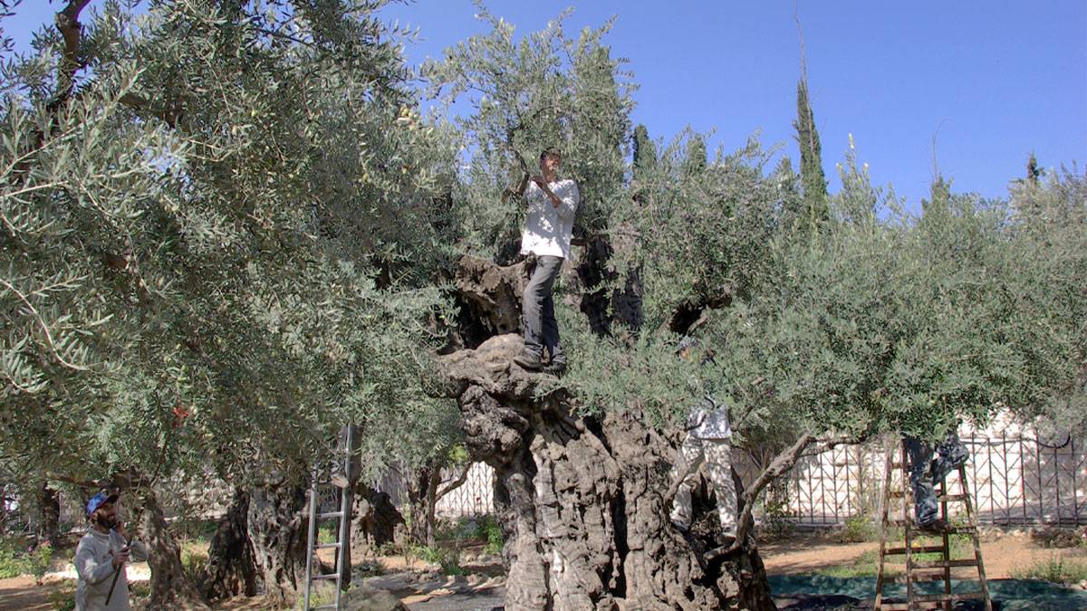 BM, Batı Şeria'da zeytin hasadı yapan Filistinli çiftçiler için uyardı