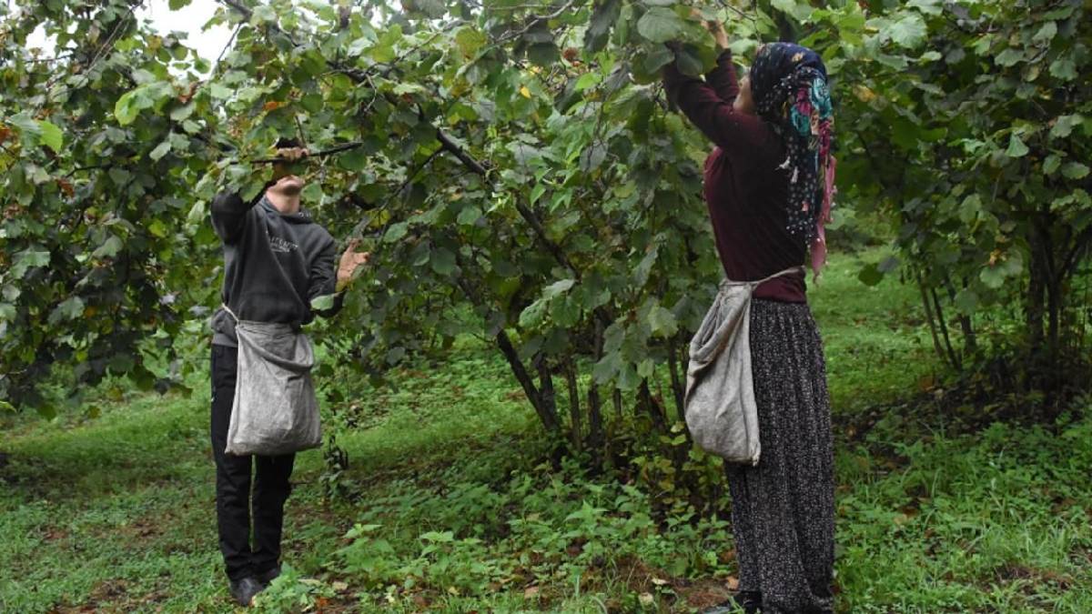 Karadeniz’de rekolte patladı! Fiyatı 600 TL’den 100 TL’ye düştü