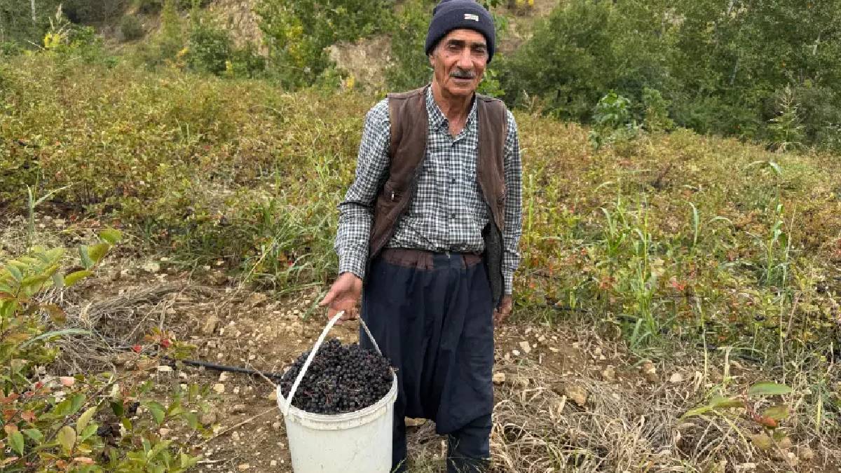 6 yıldır ekiyor talebe yetişemiyor: Diyarbakır’da 1,5 ton ürün veriyor!