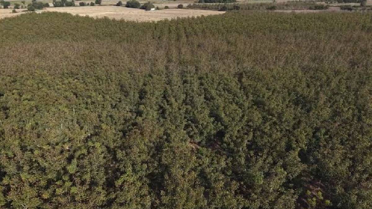 150 dönümde 4.000 ağaçta hasat başladı! Osmaniye’de tonlarca ürün toplanıyor