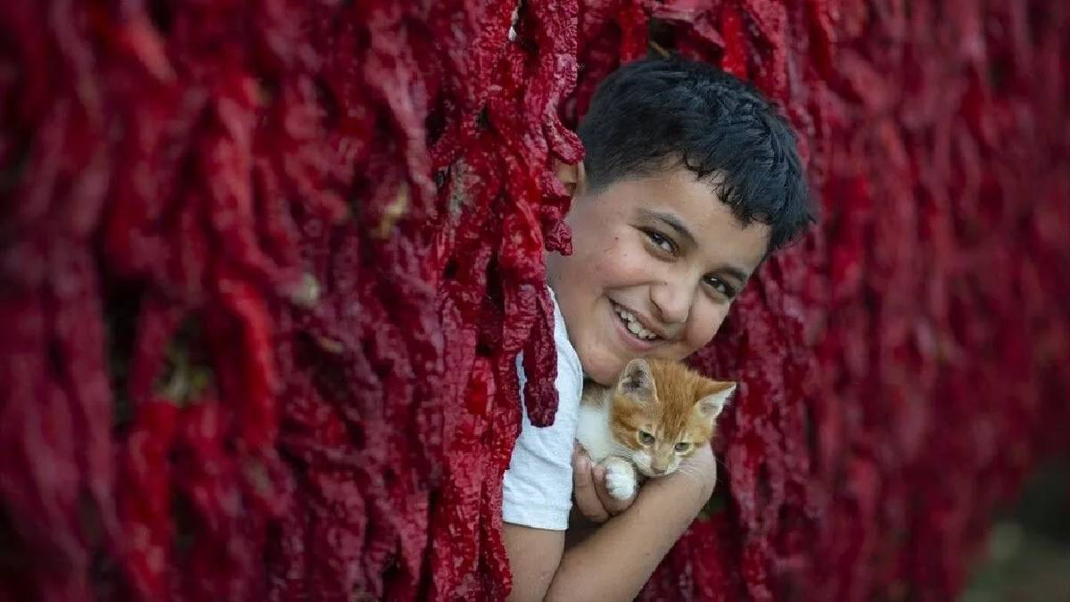 Hasat bitti ikinci mesai başladı: Hatay’da kırmızı şölen!