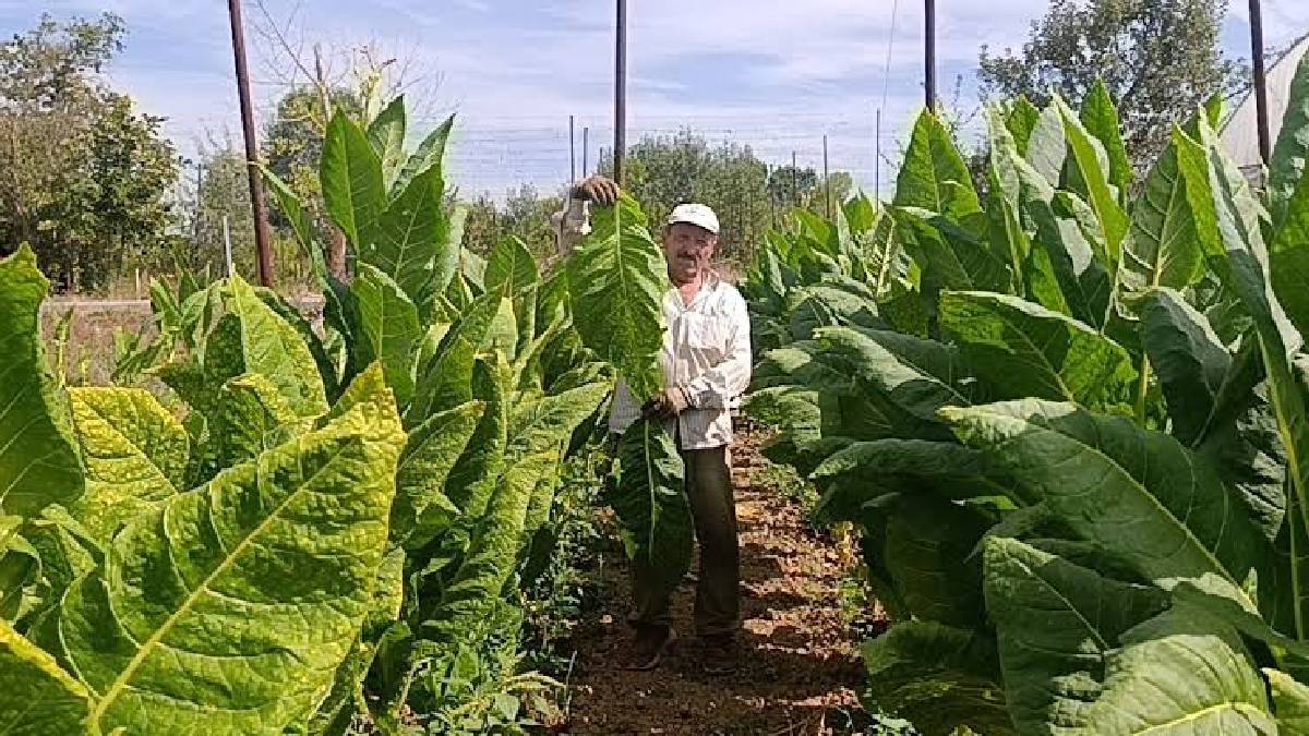 Denemek için ekildi yüksek gelir sağladı! Bilecik’te 3 dönümden 250.000 TL gelir sağlıyor