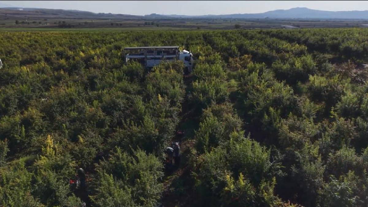 600 dönümde 28.000 ağaçtan üretiliyor! Çukurova’da fiyatlar çakıldı