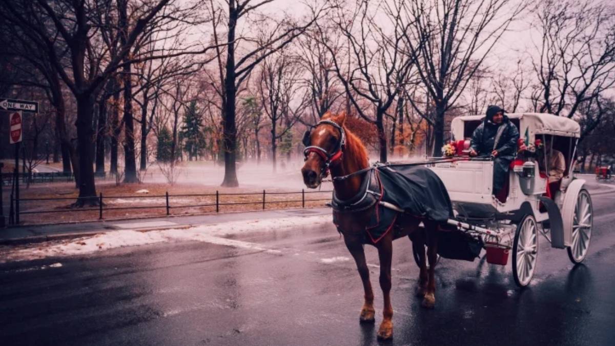 New York’ta fayton dönemi sona eriyor: Yasak için tarih belli oldu