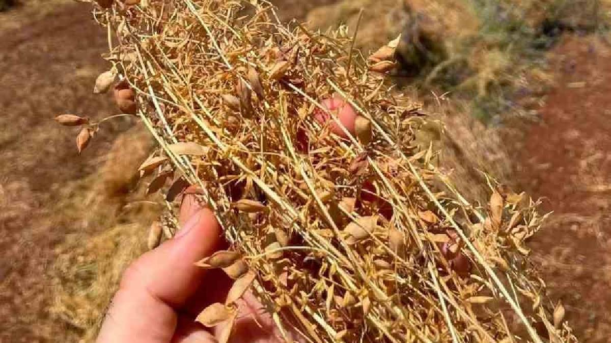 25 yıl önce buğday ve arpayı rafa kaldırdılar: Konya’dan Avrupa ve Orta Doğu’ya ihraç ediliyor!