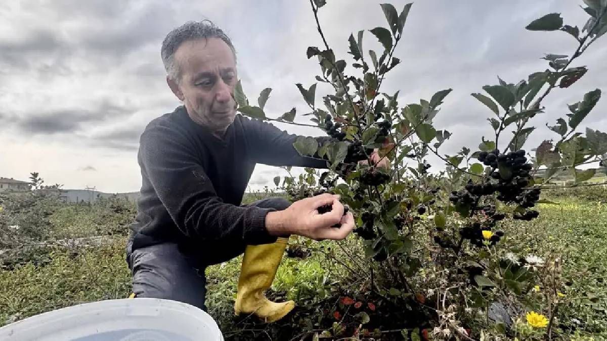 ‘Niye yatmıyorsun?’ diyenlere inat üretime koyuldu: Fransa’dan gelip 11 dekarda kolları sıvadı!