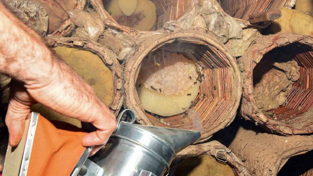 350 tonluk rekolte için kollar sıvandı: Van’da 800 kovanla rekor üretim!