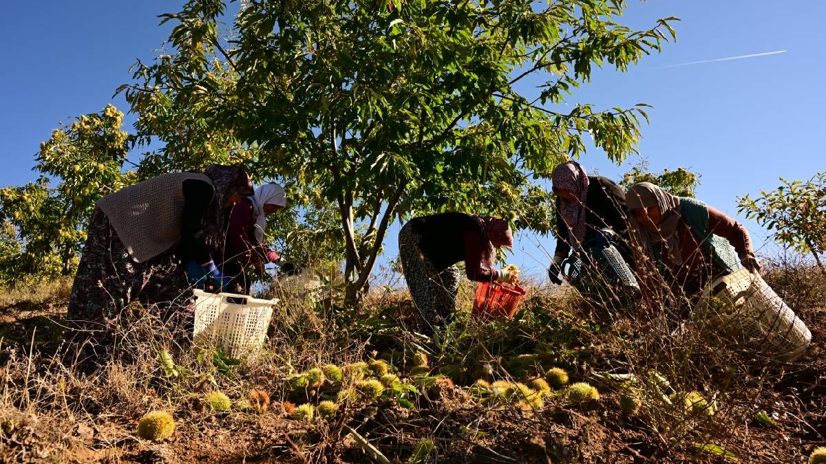 Manisa’da 1100 tonluk hasat heyecanı: Demirci’de 50.000 ağaçta mesai başladı!