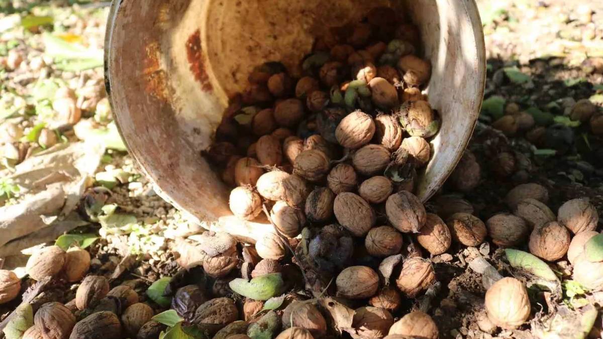 300 ton rekolte bekleniyor: Denizli Çivril’de 2026 hasadı başladı!