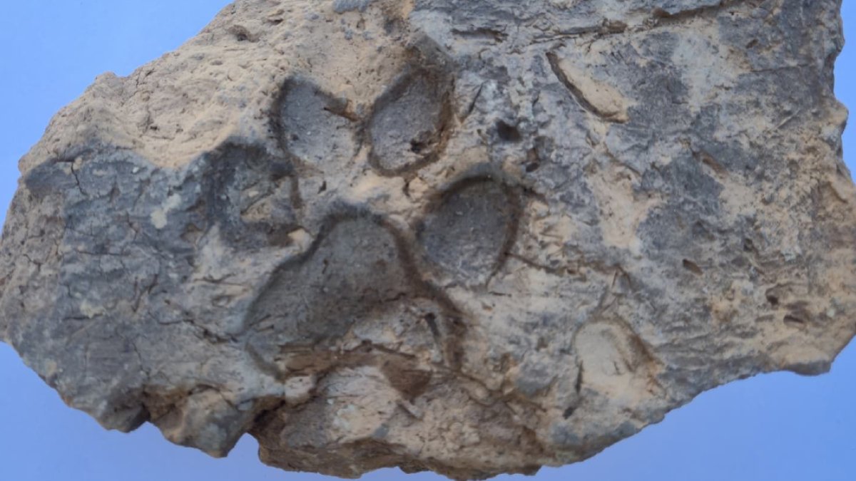 Kütahya Tavşanlı Höyük’te 4 bin yıllık sürpriz: Yıkılan evin duvarından pati izi çıktı