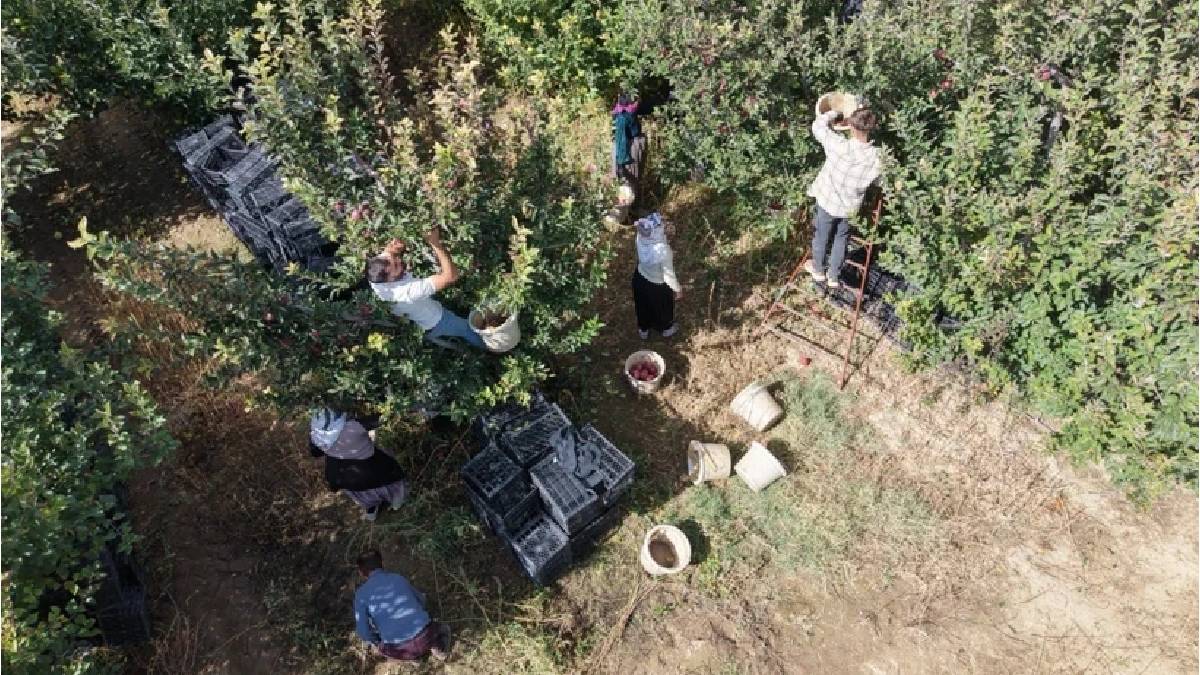 Laboratuvardan bahçeye uzanan üretim: Van’da rekolte 300 tonu buluyor!
