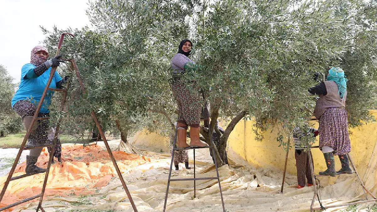 Sırık devri kapandı, tarak dönemi başladı: Aydın’da 1000 TL yevmiyeye hasat mesaisi!