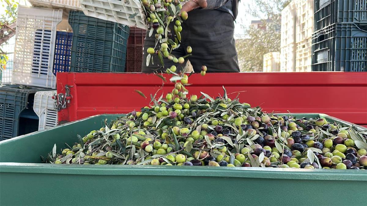 3 renk üretiliyor, tek tek ayırılıyor: Edremit’te geleneksel kırma zeytin mesaisi!